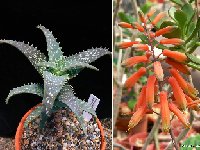 Aloe buzairiensis, Jabal Buzairi, Socotra ©JLcoll.4868.jpg